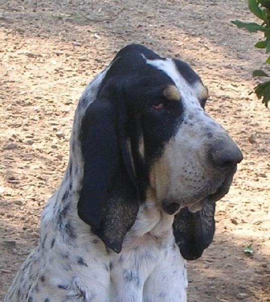 Ulysse de l'echo des cigales