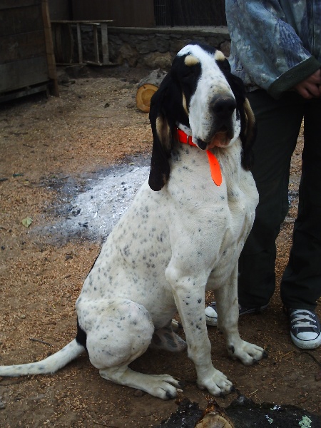 Bandit de l'echo des cigales