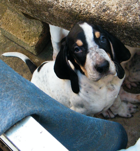 Fido de l'echo des cigales