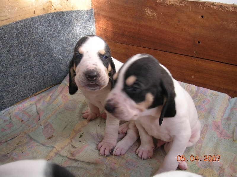 chiots